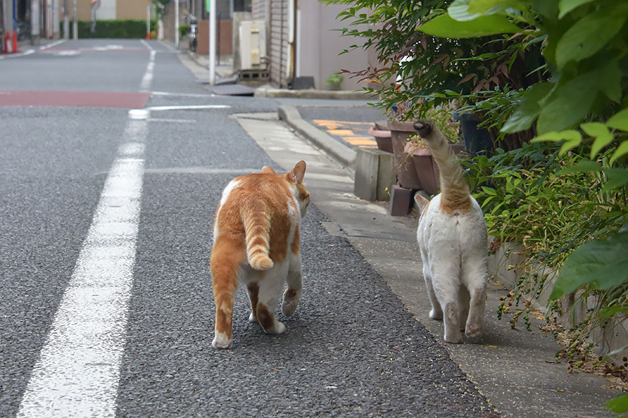 街のねこたち