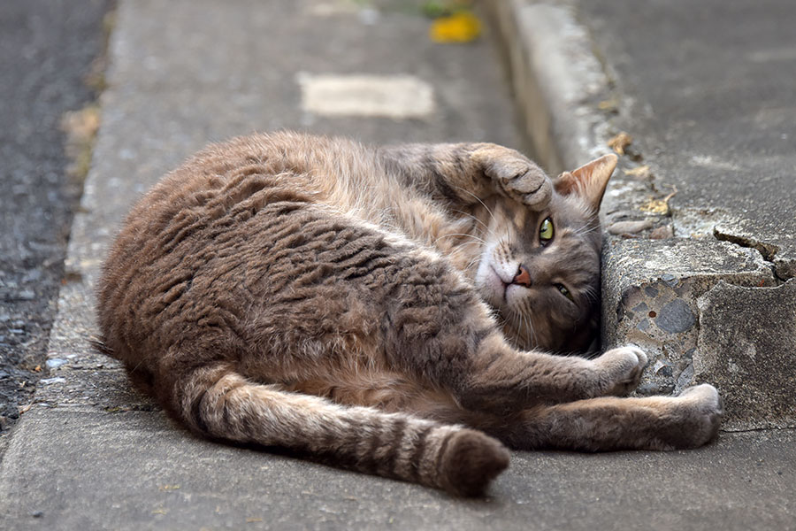 街のねこたち