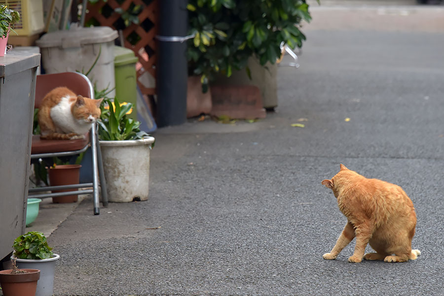 街のねこたち