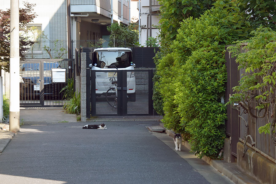 街のねこたち