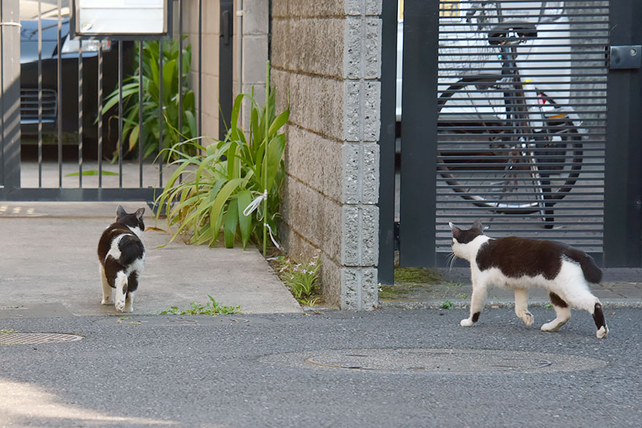 街のねこたち