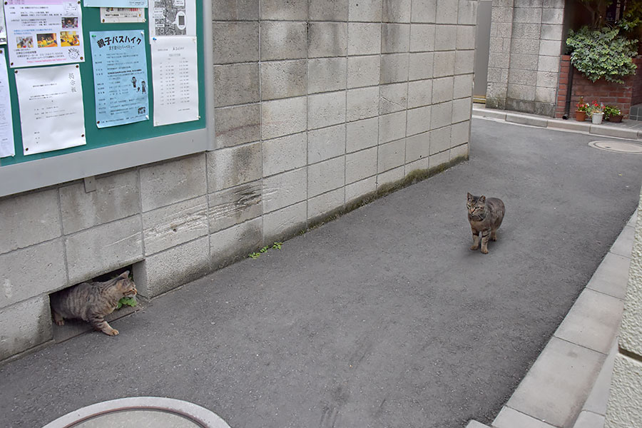 街のねこたち