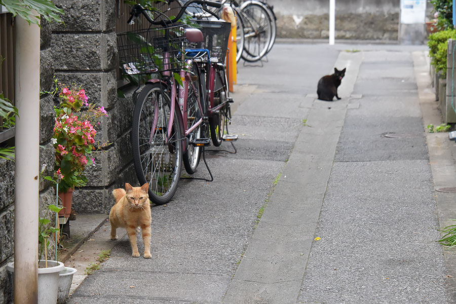 街のねこたち