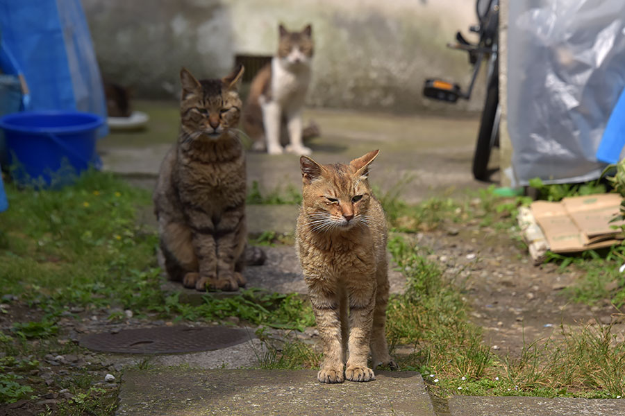 街のねこたち