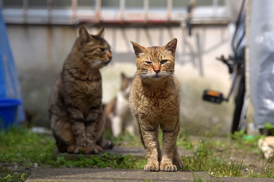 街のねこたち