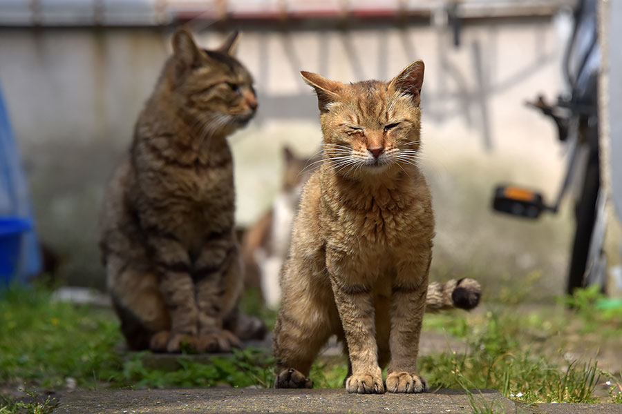 街のねこたち