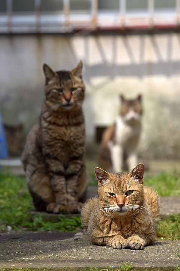 街のねこたち