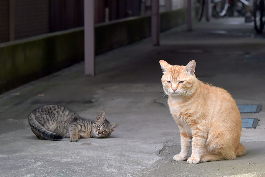 街のねこたち