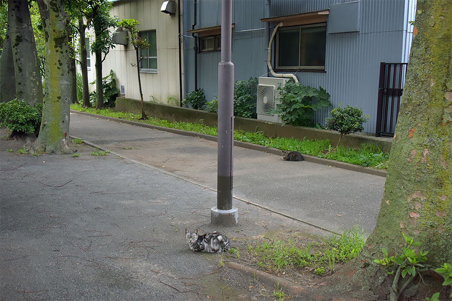 街のねこたち