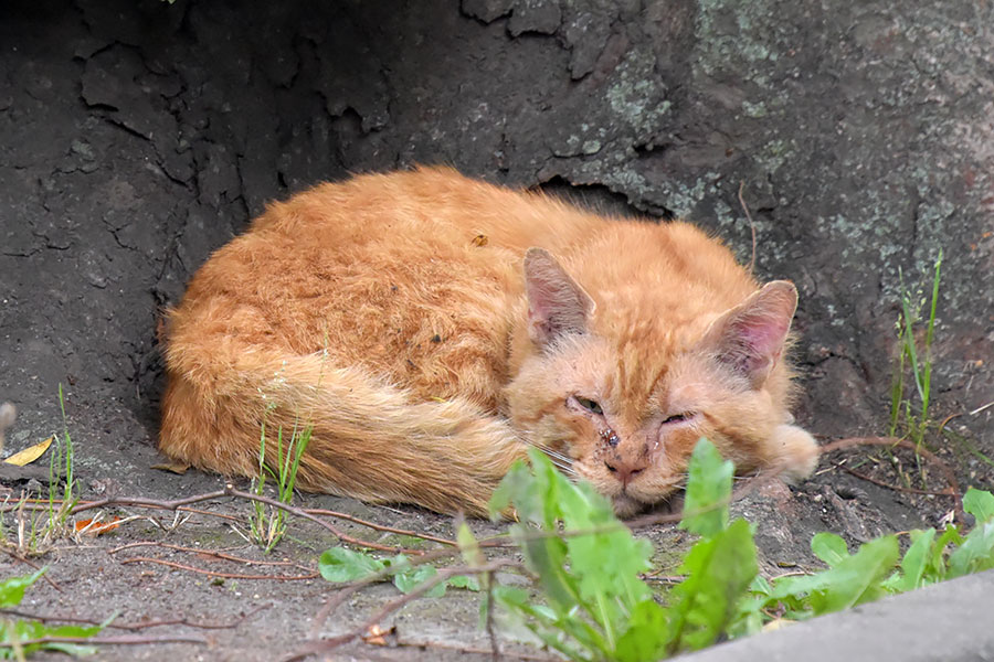 街のねこたち