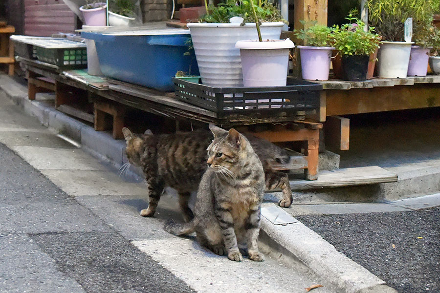 街のねこたち