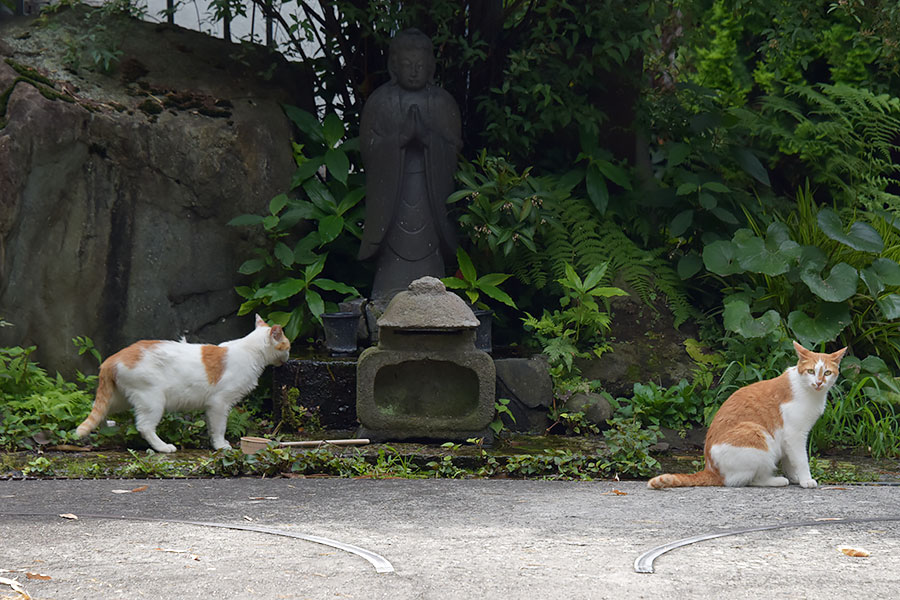 街のねこたち