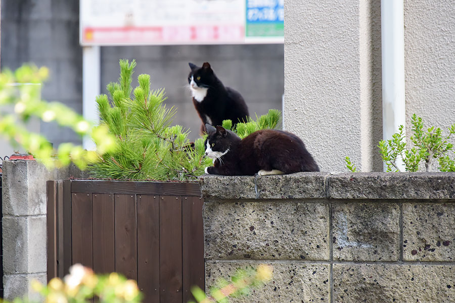 街のねこたち