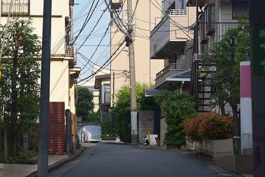 街のねこたち