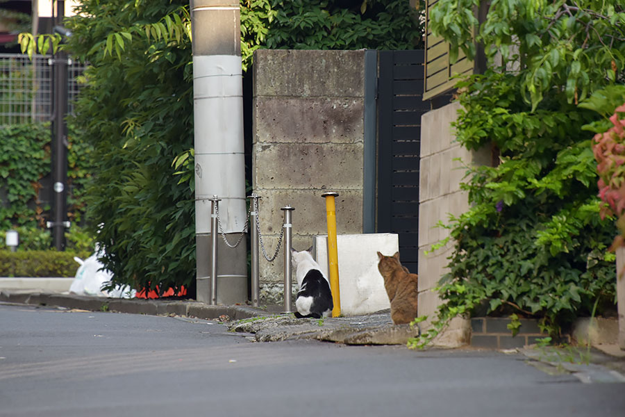 街のねこたち