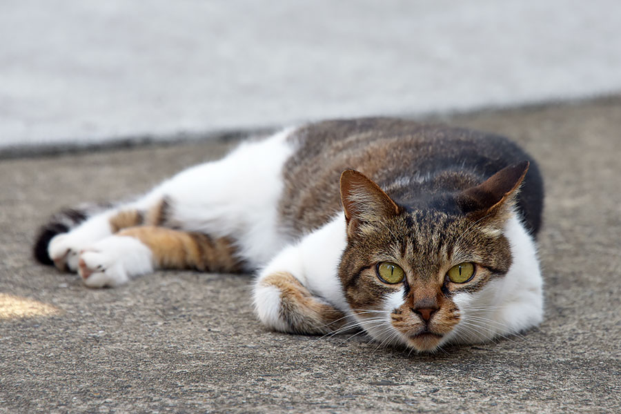 街のねこたち