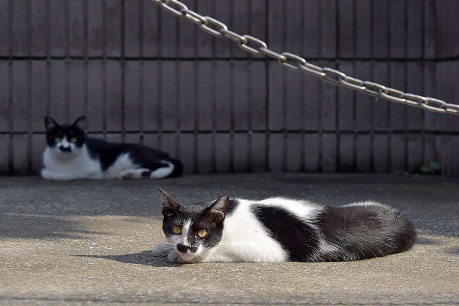 街のねこたち