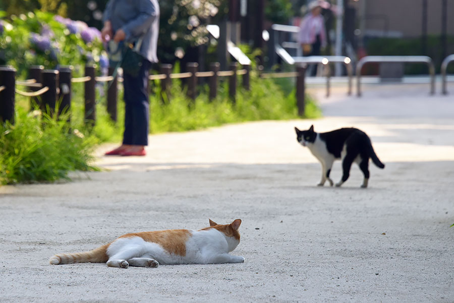 街のねこたち