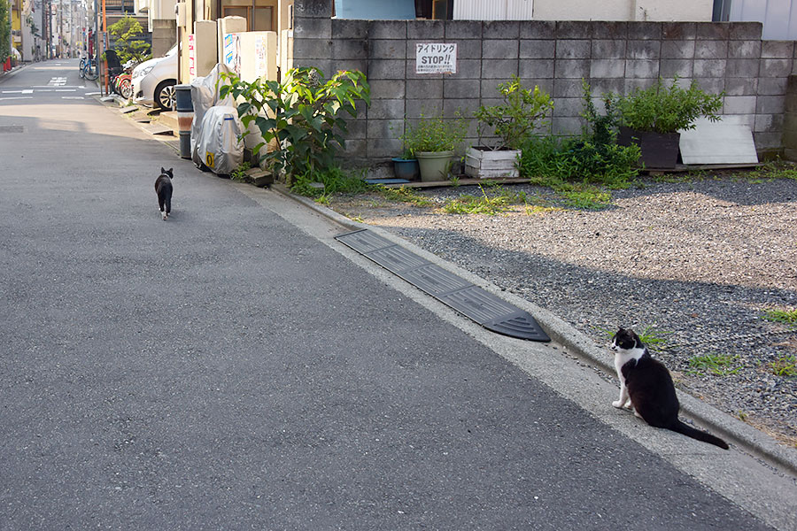 街のねこたち