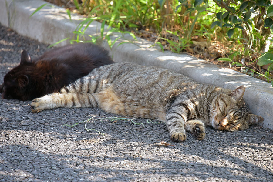 街のねこたち