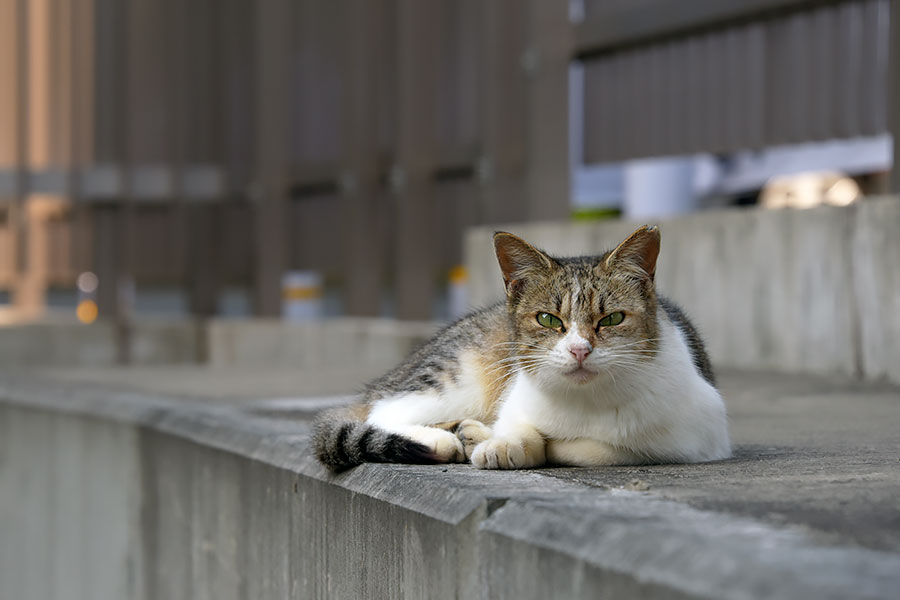 街のねこたち