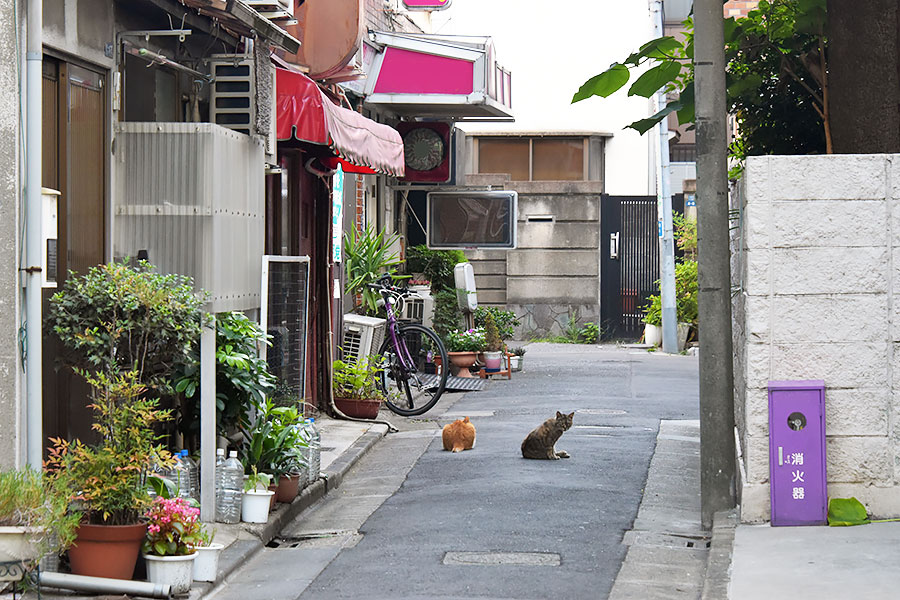 街のねこたち