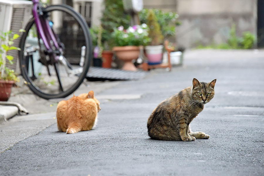 街のねこたち