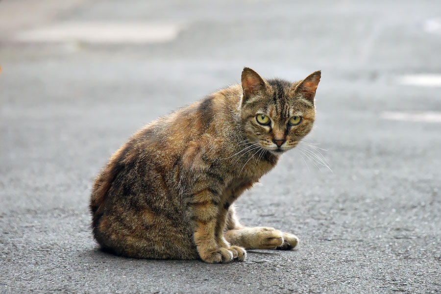 街のねこたち