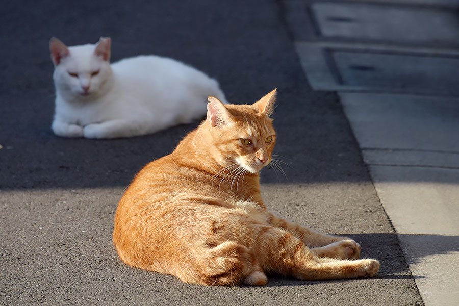 街のねこたち