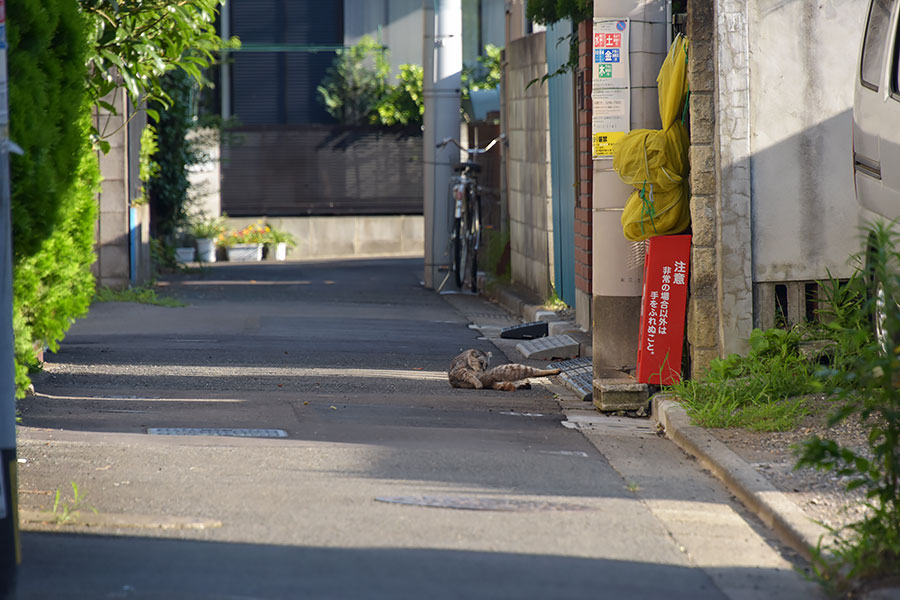 街のねこたち