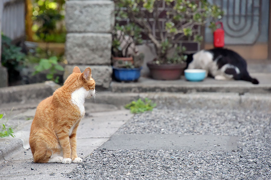 街のねこたち