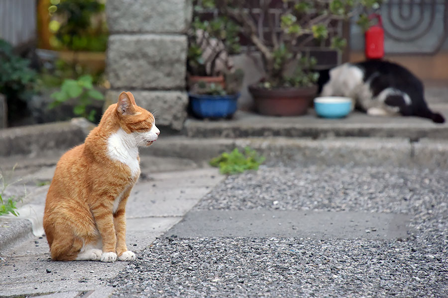 街のねこたち