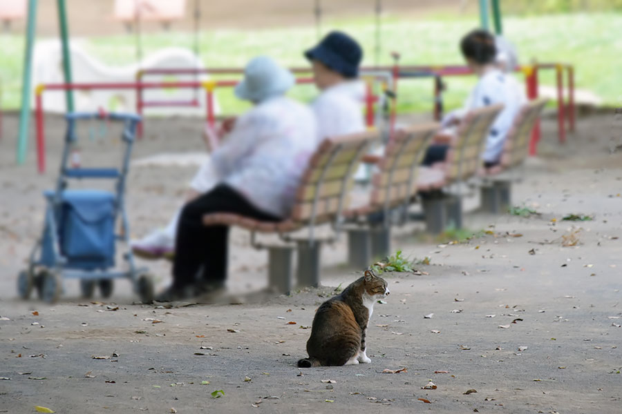 街のねこたち