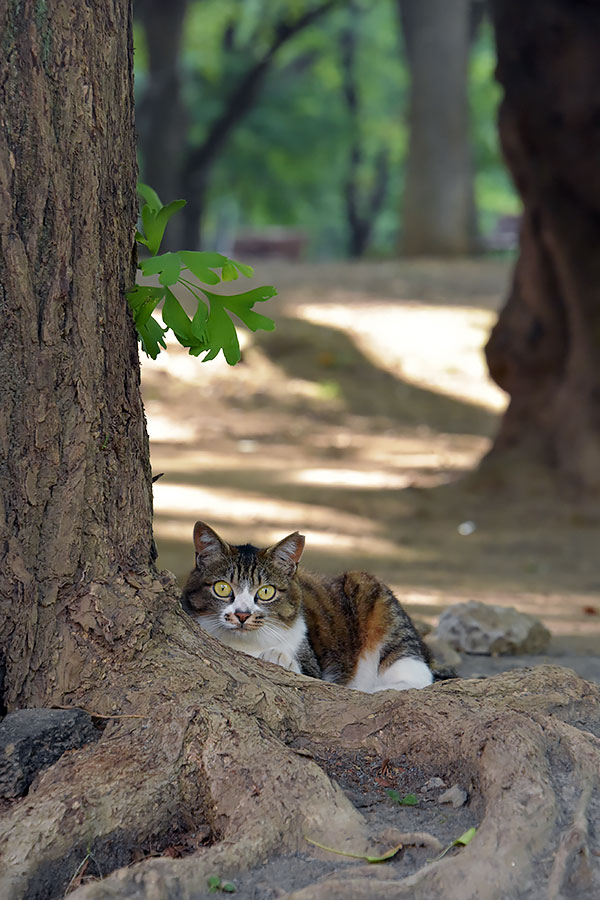 街のねこたち