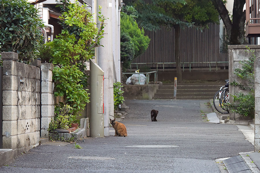 街のねこたち