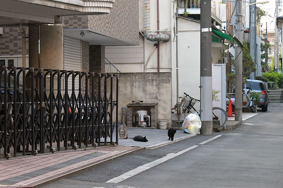 街のねこたち