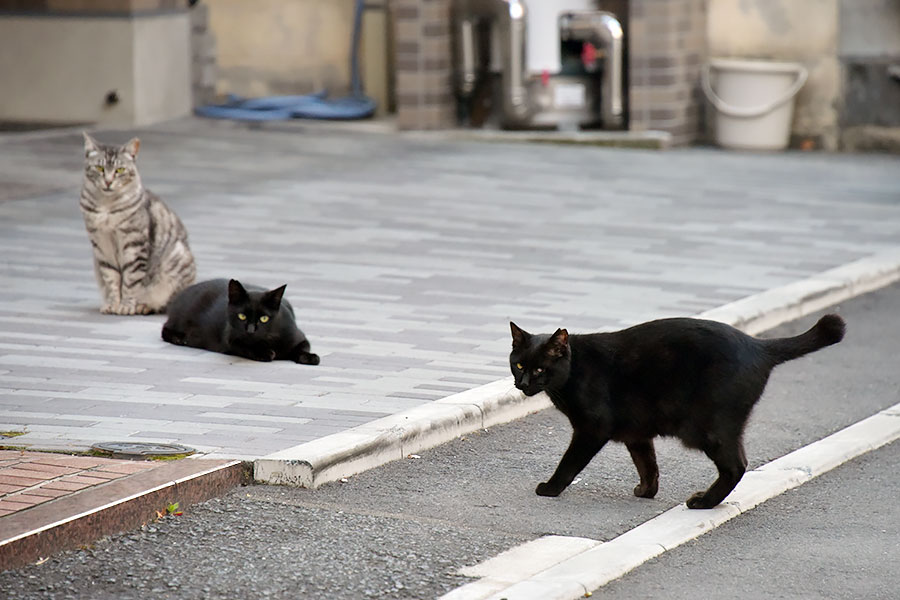 街のねこたち