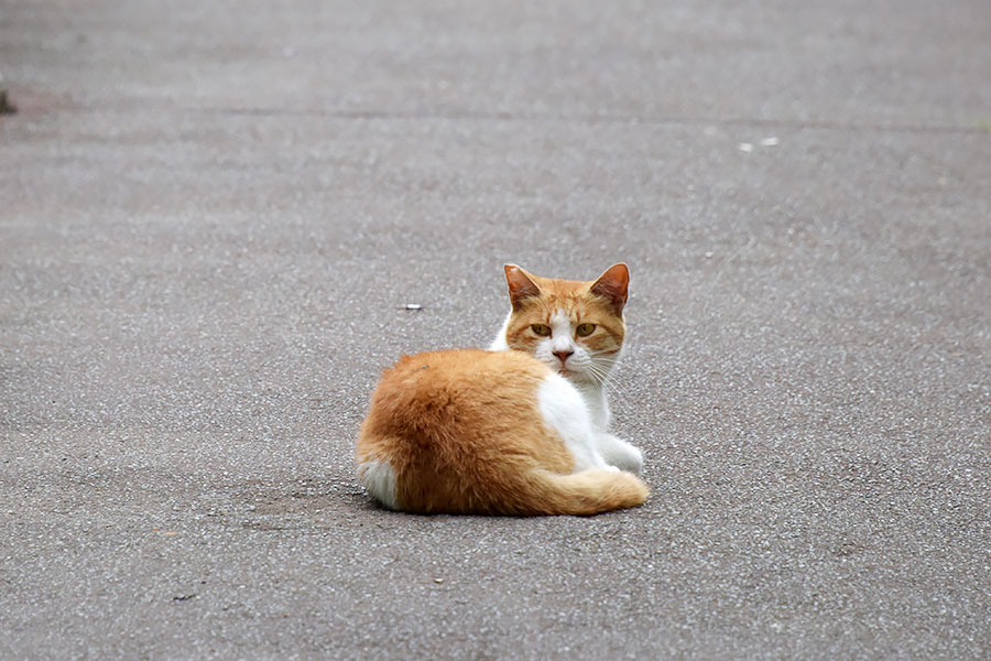 街のねこたち