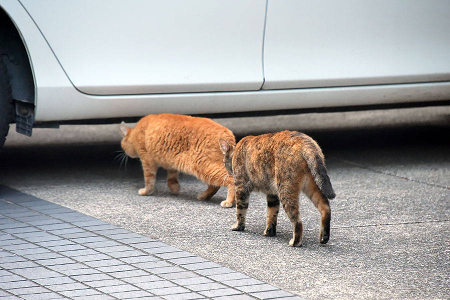 街のねこたち