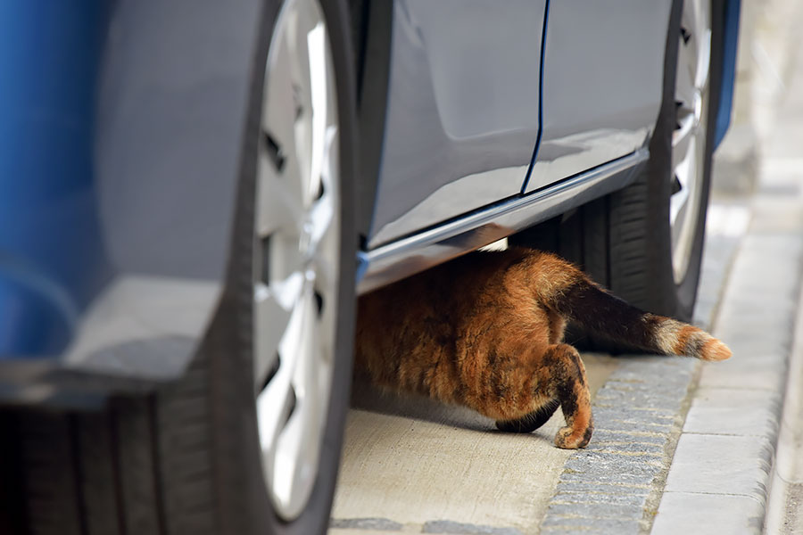 街のねこたち