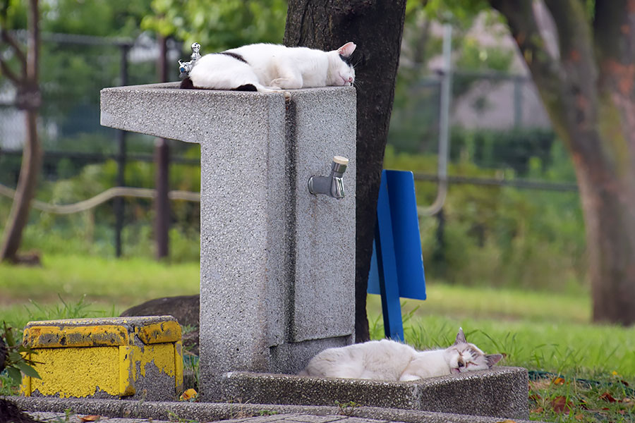 街のねこたち