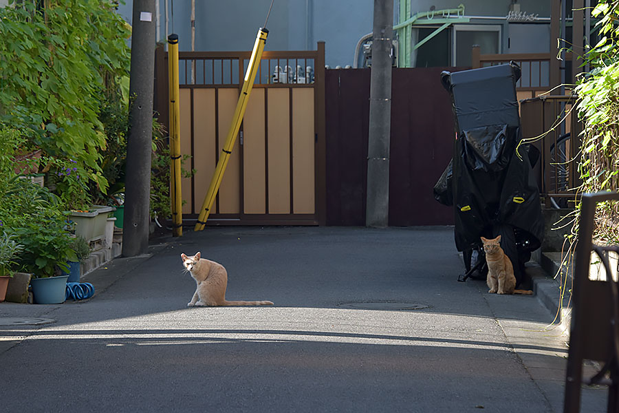 街のねこたち