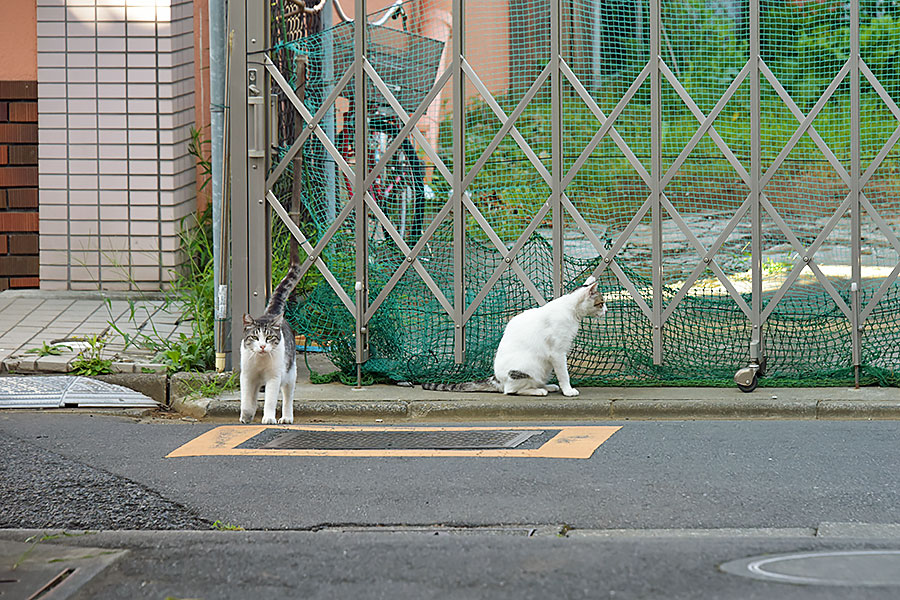 街のねこたち