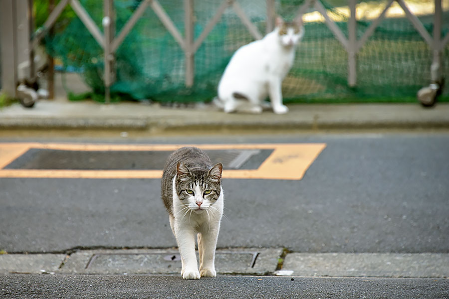 街のねこたち