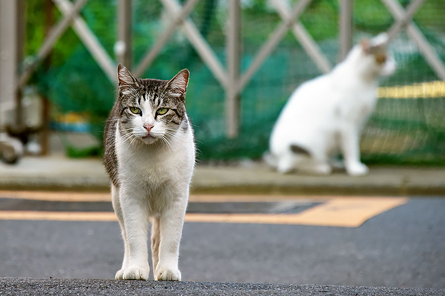 街のねこたち