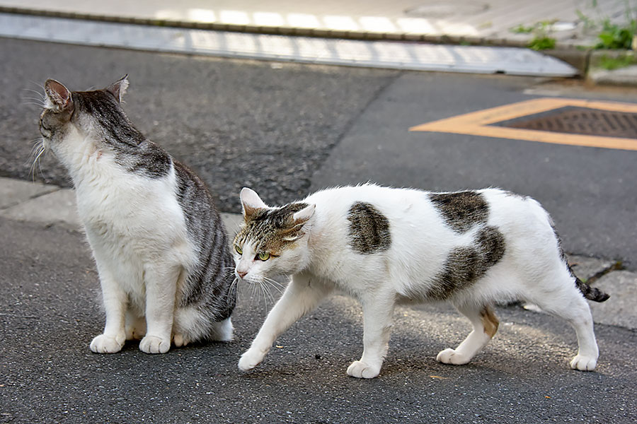 街のねこたち