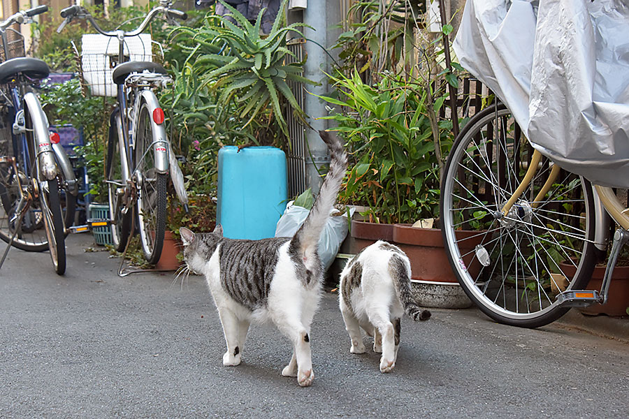 街のねこたち