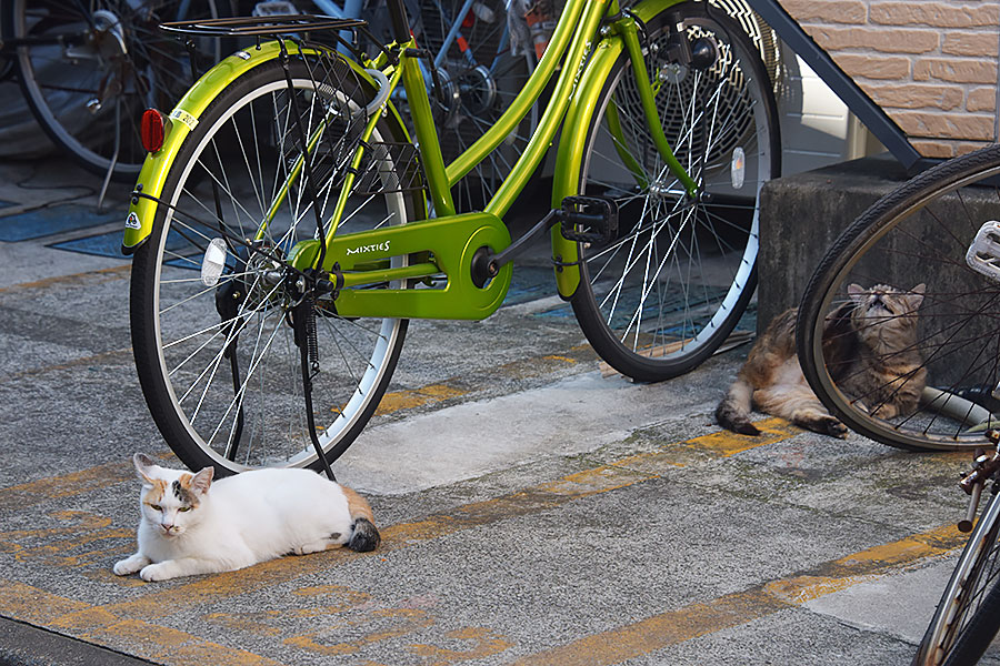 街のねこたち