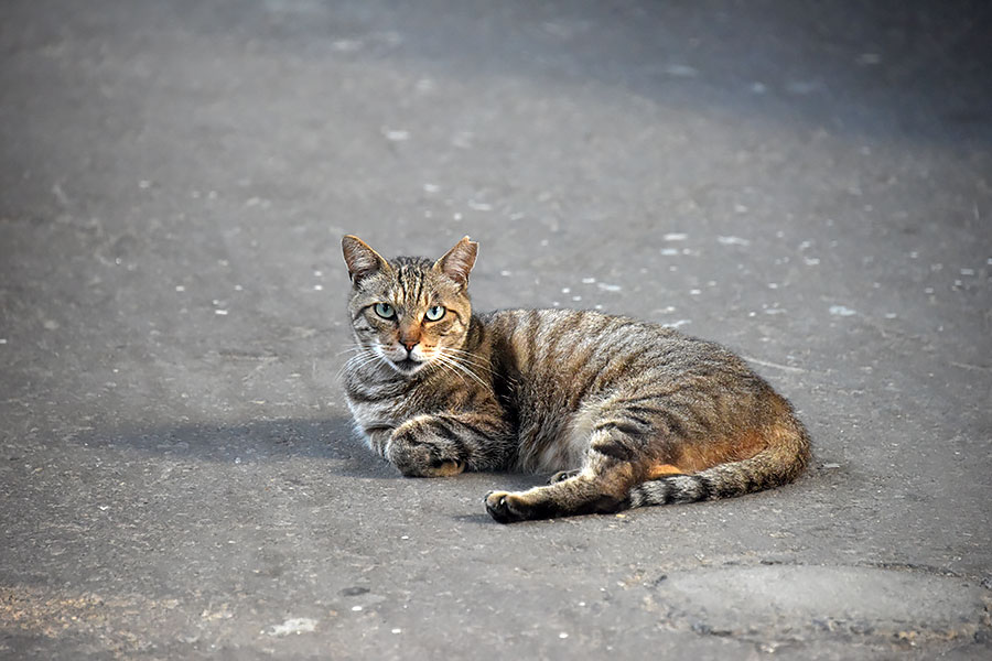 街のねこたち