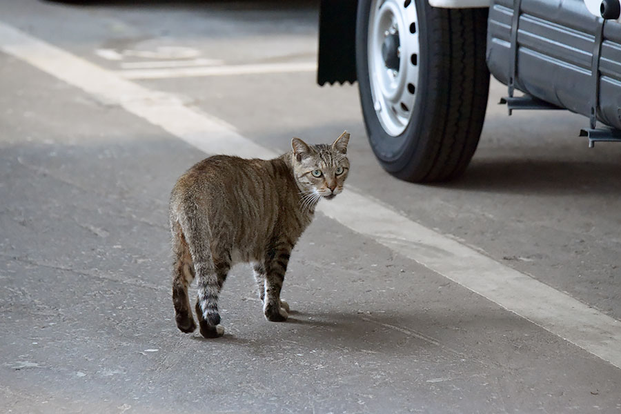 街のねこたち